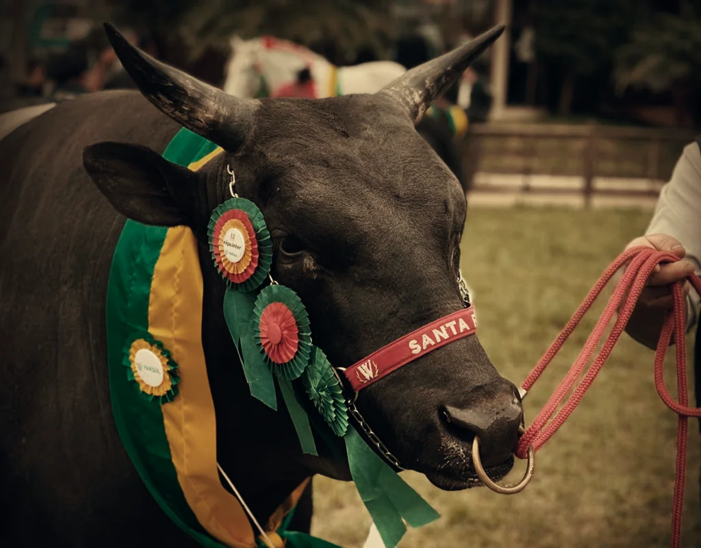 Bovino da Invernada Santa Fé com faixas de premiação em exposição